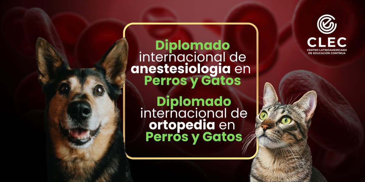 Cursos destacados