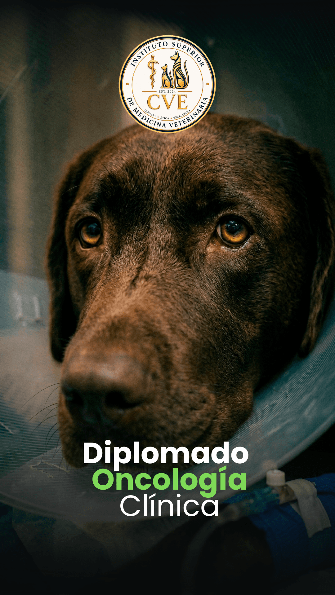 Diplomado Oncología Clínica